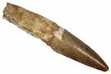 Fossil Spinosaurus Tooth - Real Dinosaur Tooth #340396-1